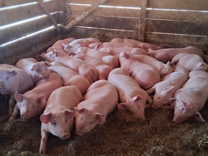 vând soldani, medie  55 kg Rasa de calitate Marele Alb &Pic, carne  100%! (masculi castrați)