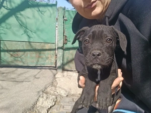 cățeii cane corso 