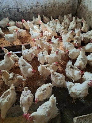 Gaini de vanzare - imagine 2