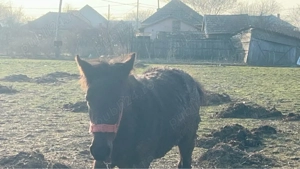 Mânz de vânzare - imagine 2