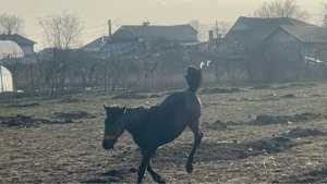 Mânz de vânzare - imagine 3