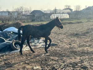 Mânz de vânzare - imagine 5