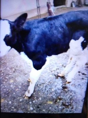 Vind vițel de trei săptămâni trecute 