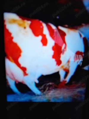 Vind vițel de trei săptămâni trecute  - imagine 4