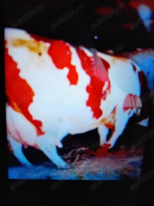 Vind vițel de trei săptămâni trecute  - imagine 2