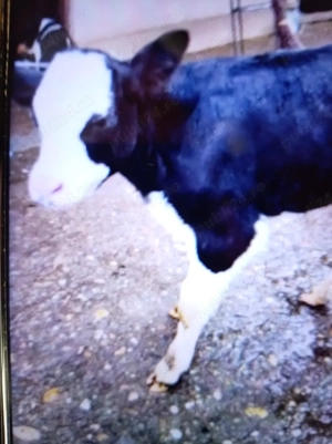 Vind vițel de trei săptămâni trecute  - imagine 3