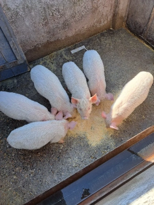 vand purcei - imagine 5