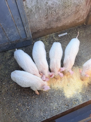 vand purcei - imagine 3