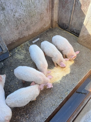 vand purcei - imagine 4