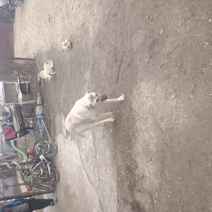 Vând țap de 1,4 ani .