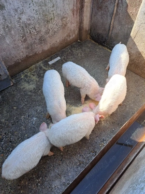 vand purcei - imagine 2