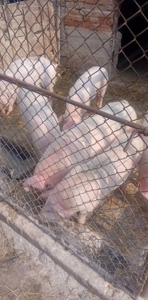 Vând 10  purcei  - imagine 3