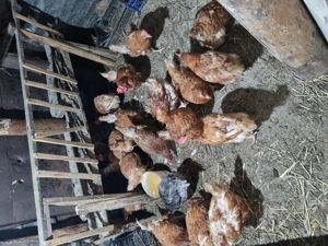 Vand tot ce se vede in imagini - imagine 4