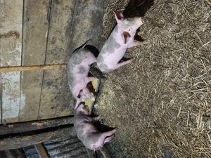 Vand tot ce se vede in imagini