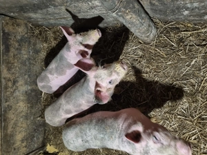 Vand tot ce se vede in imagini - imagine 2