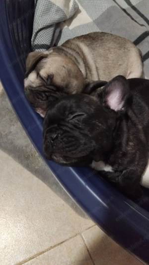 Baietei buldog francez - imagine 3