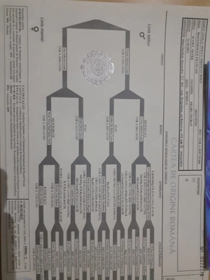 Baietei buldog francez