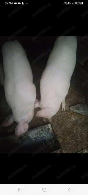 Două purcelușe rasă de carne au la 70 , 80 kg - imagine 3