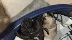 Baietei buldog francez - imagine 2