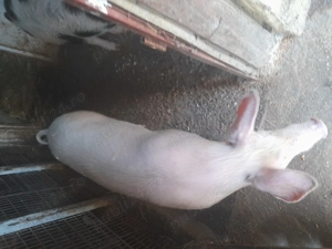 Două purcele rasă de carne  au la 70 kg și un porc castrat la 90 kg mai multe detalii la tel 