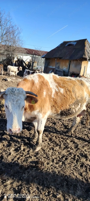 Văcuțe de vânzare  - imagine 2