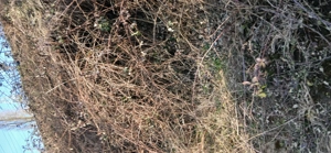 Curat si defrisez, gradini curți trotuare.