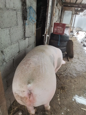 Scroafa gestanta!!!  - imagine 3