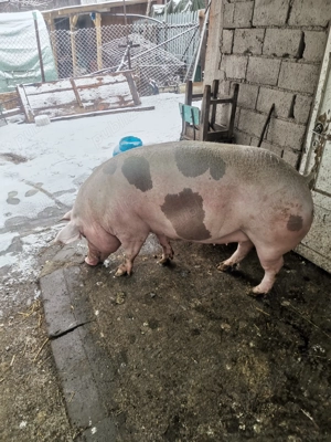 Scroafa gestanta!!!  - imagine 4