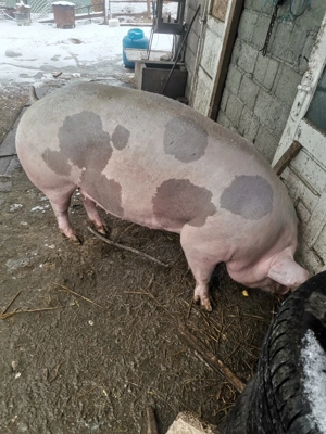 Scroafa gestanta!!!  - imagine 2