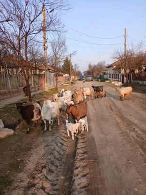 Capre de vânzare  - imagine 4