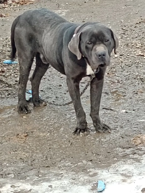 Vând Mascul cane Corso  - imagine 2