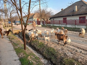 Capre de vânzare  - imagine 3