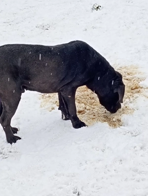 Donez Mascul cane Corso 