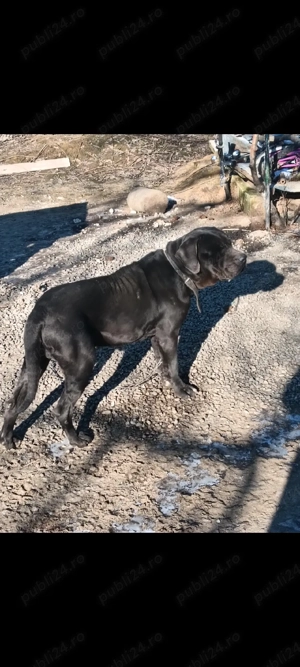 Vând Mascul cane Corso  - imagine 3