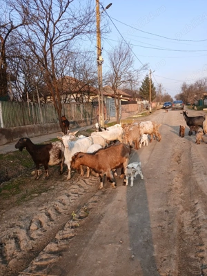 Capre de vânzare  - imagine 5