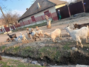 Capre de vânzare  - imagine 2