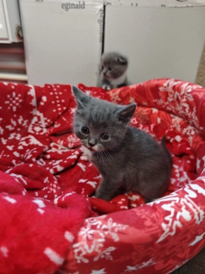 British shorthair blue - imagine 4