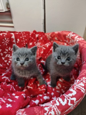 British shorthair blue - imagine 2