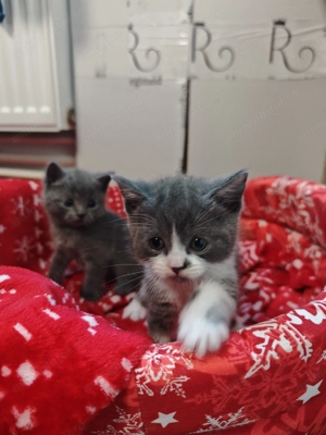 British shorthair blue - imagine 5