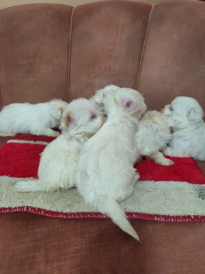 vand bisoni maltez - imagine 2