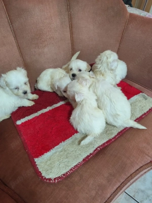 vand bisoni maltez - imagine 3