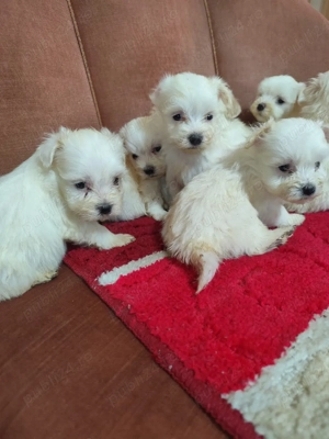 vand bisoni maltez - imagine 5