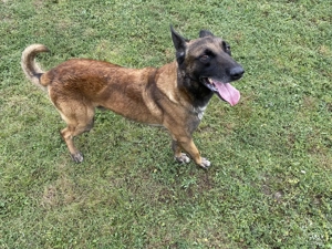 Donez câine rasa Mălinois - imagine 2