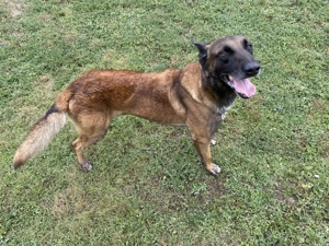 Donez câine rasa Mălinois