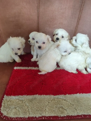 vand bisoni maltez - imagine 4