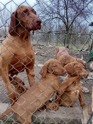 catei vizsla vijla maghiara - imagine 2