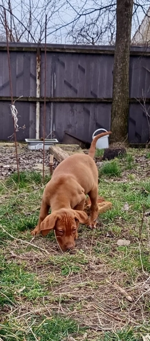 catei vizsla vijla maghiara - imagine 3