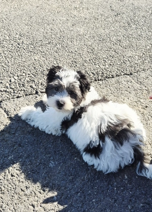 Bichon Havanez cățel