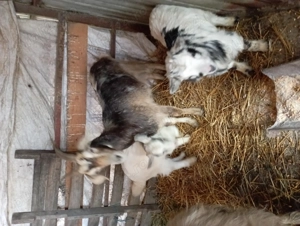 Capre de vânzare metis - imagine 2