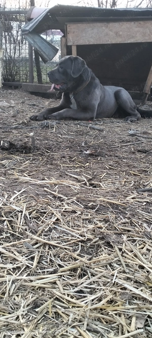 Cane corso blue - imagine 2